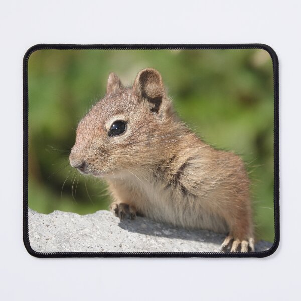 Item preview, Young cascade golden-mantled ground squirrel designed and sold by SDym Photography.