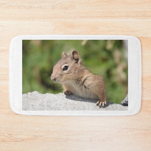 Item preview, Young cascade golden-mantled ground squirrel designed and sold by SDym Photography.