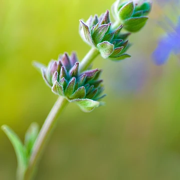 Artwork thumbnail, Spring Sage by Colleen Farrell