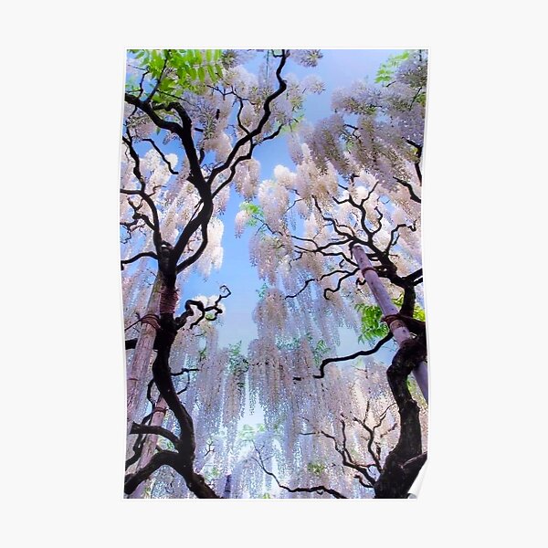 Japanese White Wisteria Poster