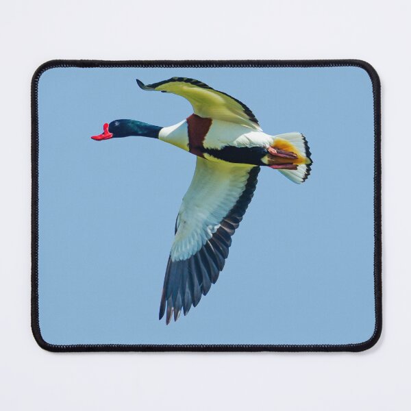 Item preview, Shelduck in flight designed and sold by Dalyndigital Photography.