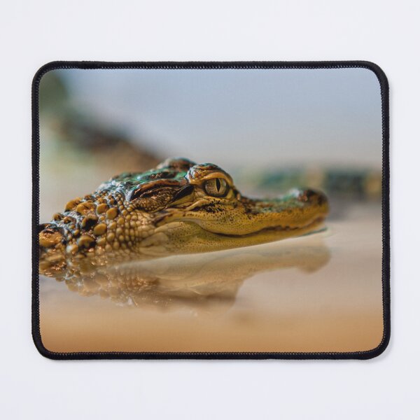 Item preview, Baby American Alligator designed and sold by Dalyndigital Photography.