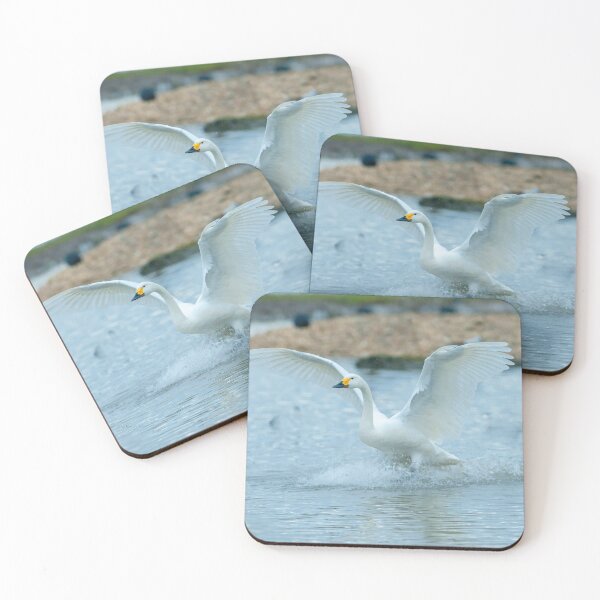 Item preview, Bewicks Swan touch down  designed and sold by Dalyndigital Photography.