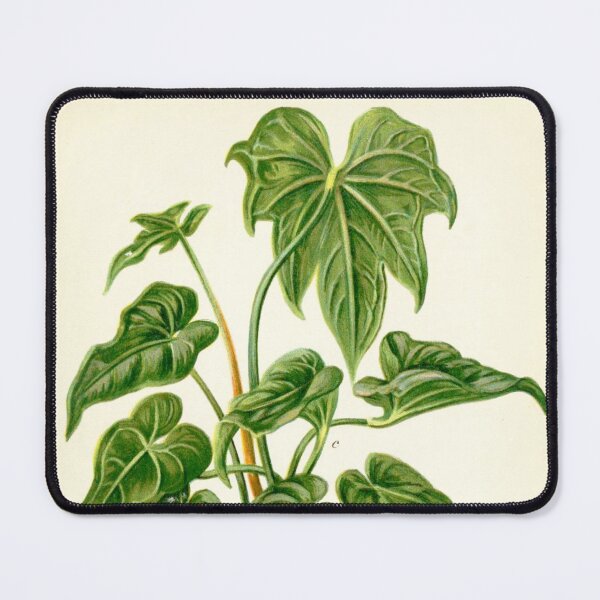 Item preview, Anthurium hybrids - Botanical Illustration designed and sold by chimakingthings.