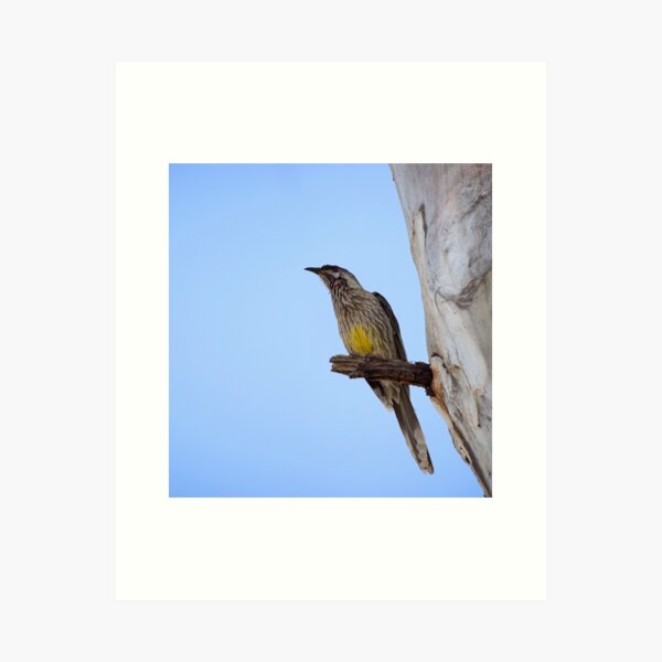 Item preview, Watchful Red Wattlebird  designed and sold by Sandra Chung.