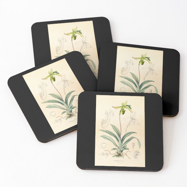 Item preview, Paphiopedilum javanicum - Botanical Illustration designed and sold by chimakingthings.