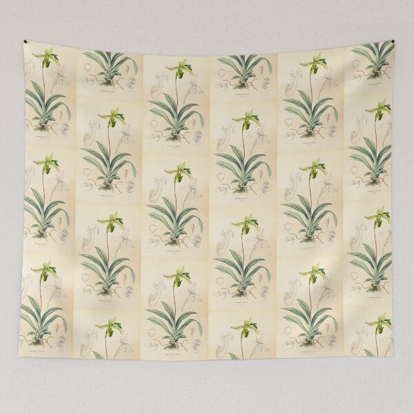 Item preview, Paphiopedilum javanicum - Botanical Illustration designed and sold by chimakingthings.