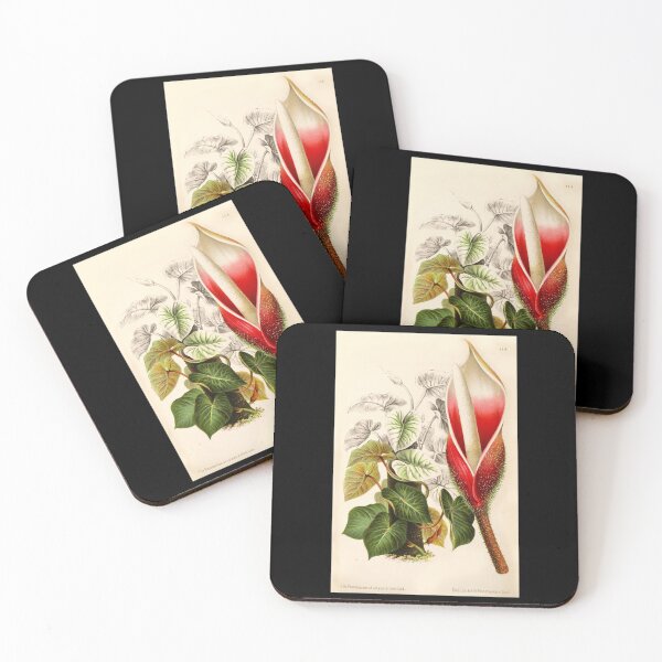Item preview, Philodendron verrucosum flower - Botanical Illustration designed and sold by chimakingthings.