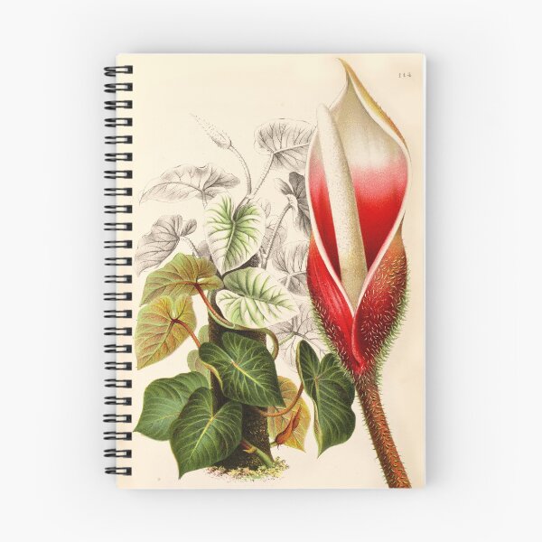 Item preview, Philodendron verrucosum flower - Botanical Illustration designed and sold by chimakingthings.