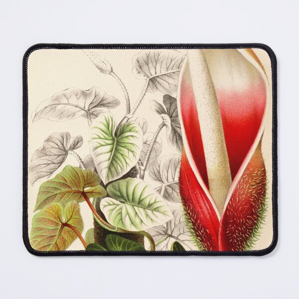 Item preview, Philodendron verrucosum flower - Botanical Illustration designed and sold by chimakingthings.