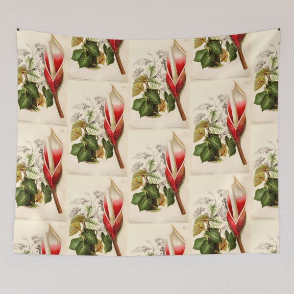 Item preview, Philodendron verrucosum flower - Botanical Illustration designed and sold by chimakingthings.