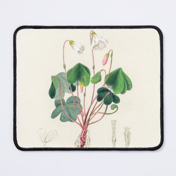 Item preview, Common Wood-sorrel - Botanical Illustration designed and sold by chimakingthings.