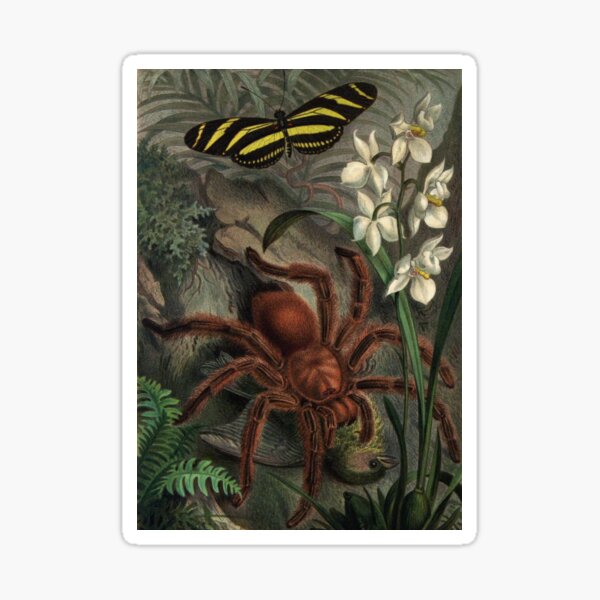 Item preview, Vintage Tarantula Artwork | Large Spider Eating Bird | Tarantula Painting | Goliath Birdeater  designed and sold by WadeLestat.
