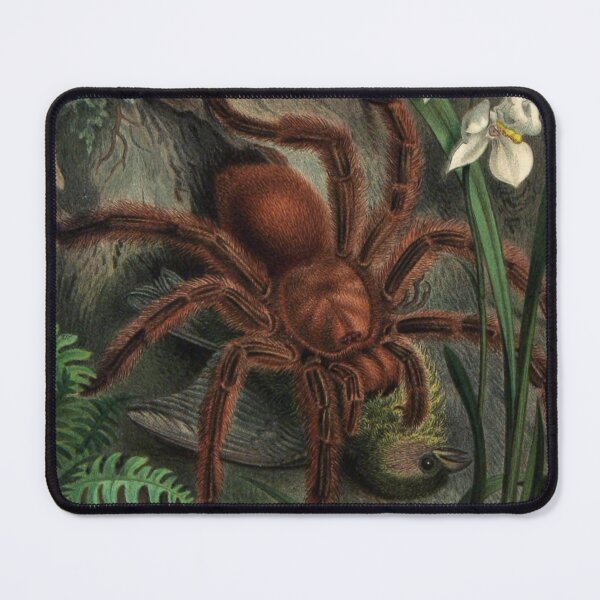 Item preview, Vintage Tarantula Artwork | Large Spider Eating Bird | Tarantula Painting | Goliath Birdeater  designed and sold by WadeLestat.