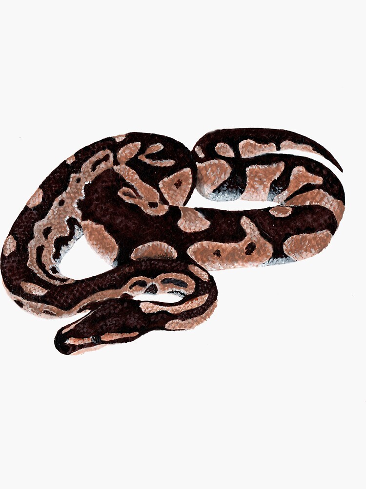 "Hand painted Royal Python" Sticker for Sale by Pawsandpetals Redbubble