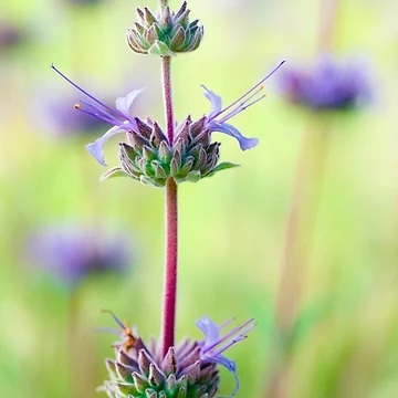Artwork thumbnail, Spring Sage II by Colleen Farrell