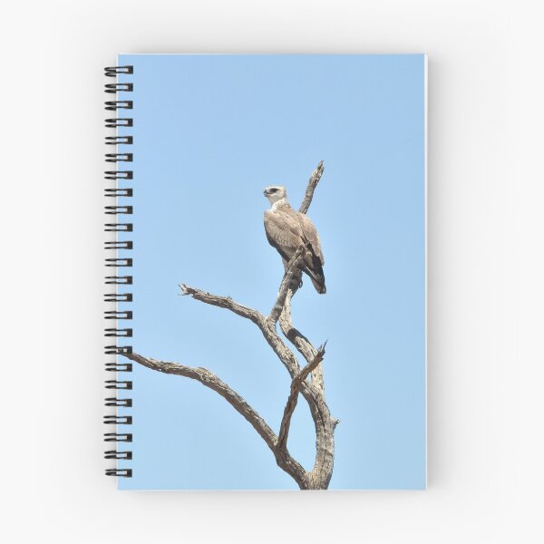 Item preview, Martial eagle, king of the African skies designed and sold by Maniki SA.