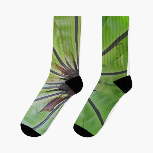 Item preview, Green eco of real Bird's nest fern tropical zone. designed and sold by Pattanapong Pongampai.