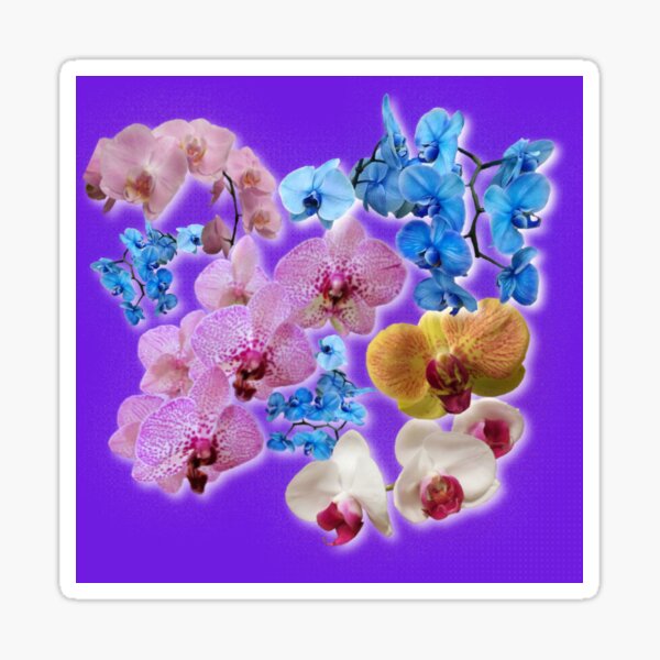 Beautiful Orchids Sticker