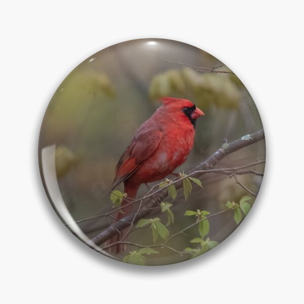 Item preview, Red Cardinal designed and sold by GailDouglas.