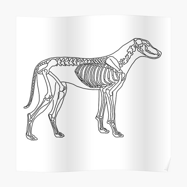 DOG X RAY CANINE A3 PICTURE ART POSTER PRINT GZ091