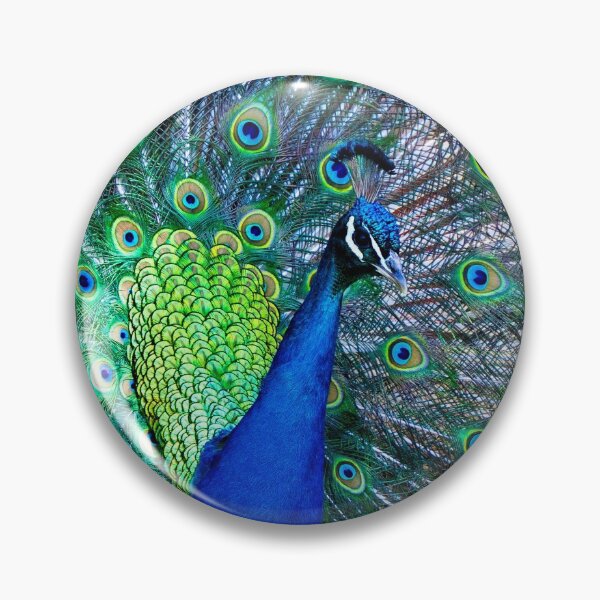 Item preview, Peacock at Animal Park in Grantville designed and sold by JByrnePhoto.