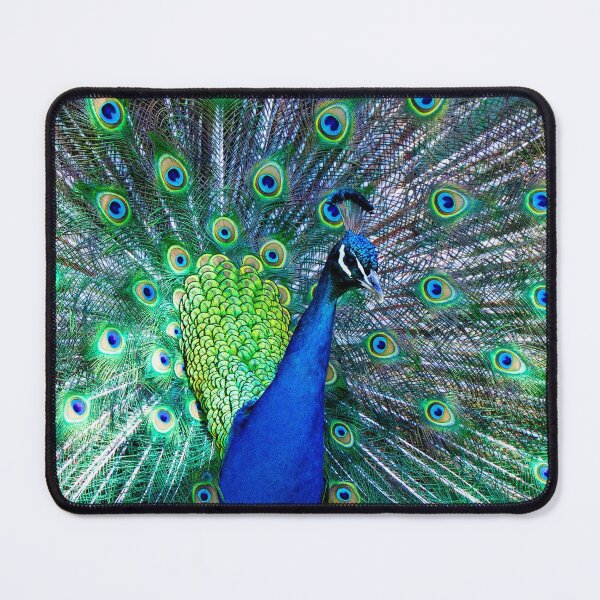 Item preview, Peacock at Animal Park in Grantville designed and sold by JByrnePhoto.