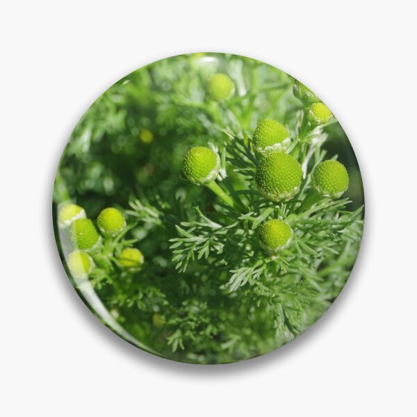 Item preview, green flowers chamomile odorous designed and sold by mrivserg.