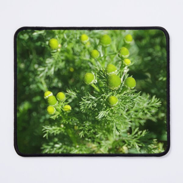 Item preview, green flowers chamomile odorous designed and sold by mrivserg.