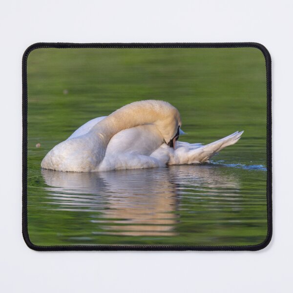 Item preview, Mute swan in the early morning light designed and sold by Dalyndigital Photography.