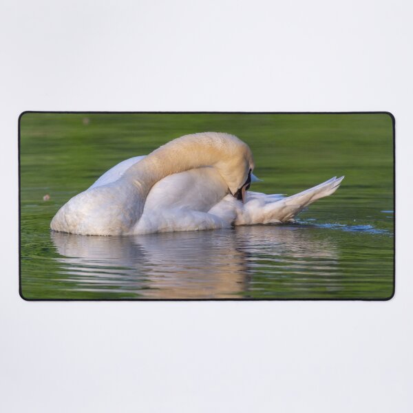 Item preview, Mute swan in the early morning light designed and sold by Dalyndigital Photography.