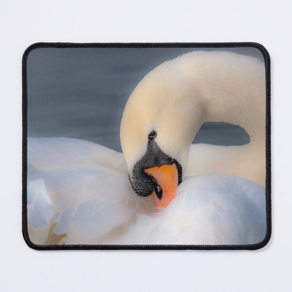 Item preview, Swan preen time designed and sold by Dalyndigital Photography.