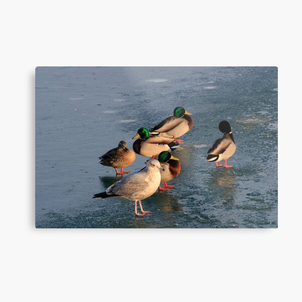Living Here is Like Walking on Thin Ice Metal Print