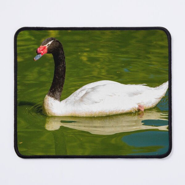 Item preview, Black-necked Swan  designed and sold by Dalyndigital Photography.