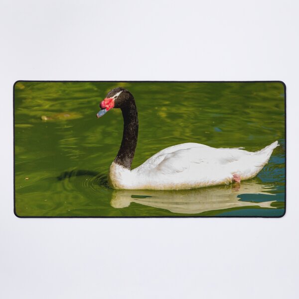 Aperçu de l'œuvre Cygne à cou noir créée et vendue par Dalyndigital Photography.