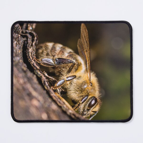 Item preview, Honey bee on a log designed and sold by BBPGallery.