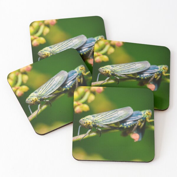 Item preview, Caught | The rush leaf hoppers designed and sold by BBPGallery.