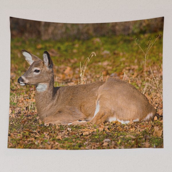 Item preview, White-tailed deer designed and sold by Brad Chambers.