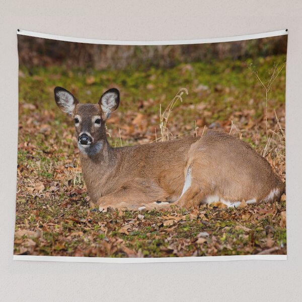 Item preview, White-tailed deer designed and sold by Brad Chambers.