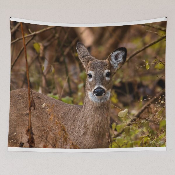 Item preview, Whitetailed deer designed and sold by Brad Chambers.