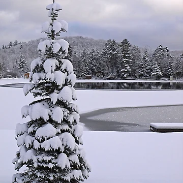 Artwork thumbnail, Perfect Tree by Dawne Olson