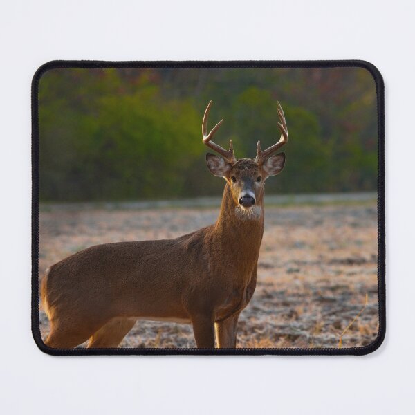 Item preview, White-tailed deer buck designed and sold by Brad Chambers.
