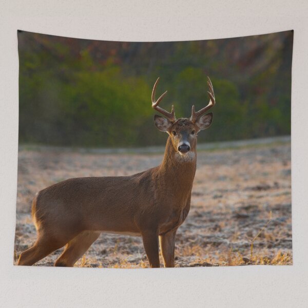 Item preview, White-tailed deer buck designed and sold by Brad Chambers.