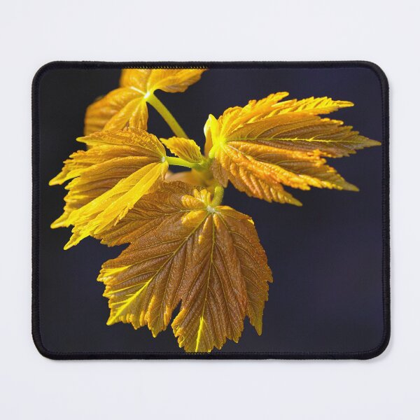 Item preview, Sycamore Blossom 2 designed and sold by AntonyMitchell.
