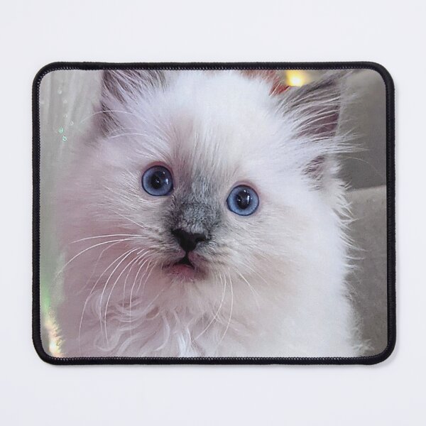 Item preview, Lynx ragdoll kitten designed and sold by Fluffycat2020.