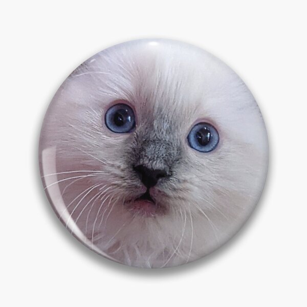 Item preview, Lynx ragdoll kitten designed and sold by Fluffycat2020.