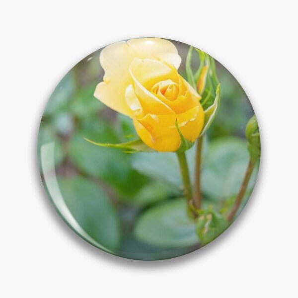 Item preview, Yellow Rose designed and sold by yackers1.