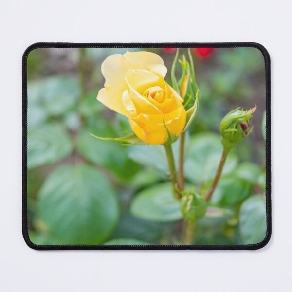 Item preview, Yellow Rose designed and sold by yackers1.
