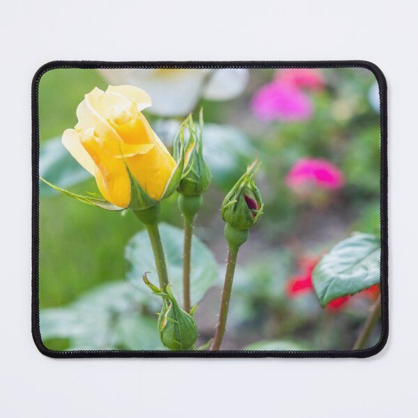 Item preview, Yellow Rose designed and sold by yackers1.