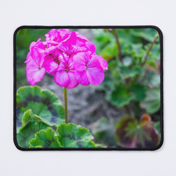 Item preview, Pink geranium designed and sold by yackers1.